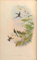 Gouldia popelairii = Discosura popelairii